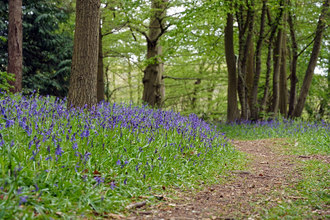 Astonbury Wood