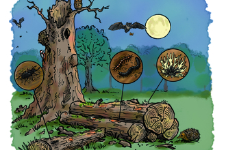 Deadwood illustration