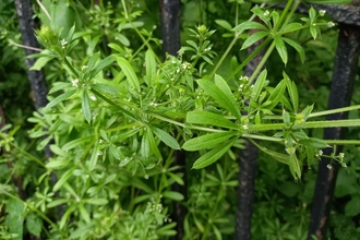 Goosegrass