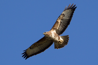 Buzzard flying