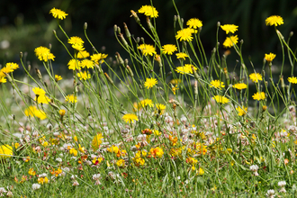 Mini meadow