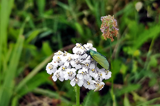 Forester moth at Maple Cross