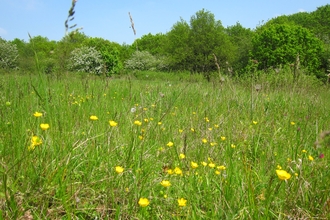 Grassland