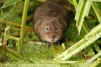 Water vole (c) Paul Thrush