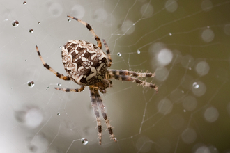 Garden Orb Weaver (C) Vaugh Matthews