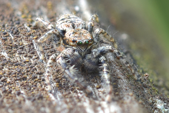 Jumping spider (c) Will Jobbins