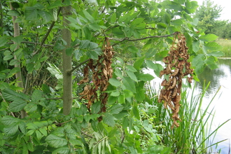 Ash dieback