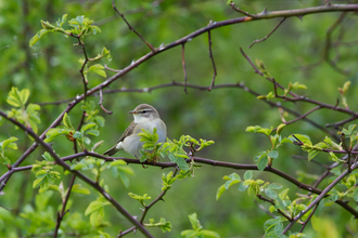 Willow warbler (c) Tim Hill