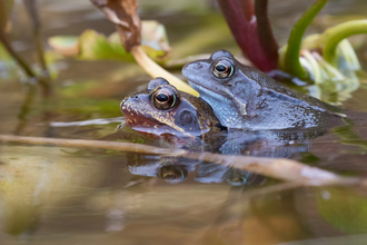 Common frogs (c) Tom Day
