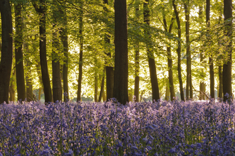 Bluebell woodland