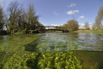 Chalk streams – Hertfordshire’s rainforests