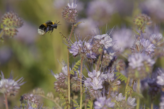 Buff tailed bumble bee