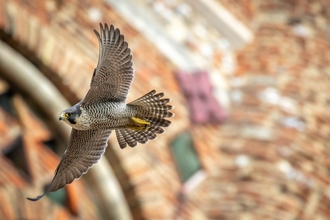 Peregrine Falcon 