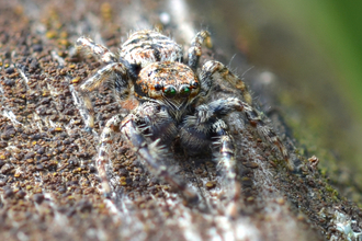 Will Jobbins - A male fencepost jumping spider taken in Fray's Farm Meadows