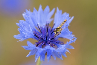 Cornflower