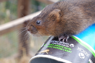 Water Vole - Natasha Aidinyantz