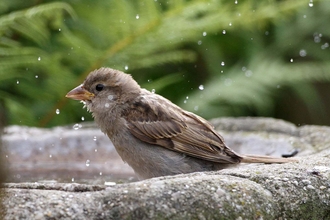 House Sparrow Bathing