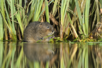 Water Vole - Terry Whittaker