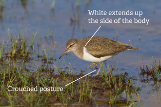 Annotated image of a common sandpiper with features such as crouched posture pointed out