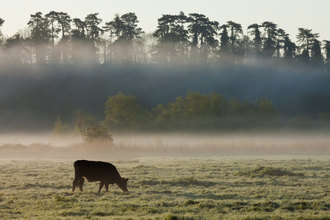 Single Cow Grazing In a Misty Field with a Backdrop of Forest cc Guy Edwardes