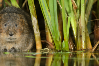 Archers Green Campaign Water Vole in the Reeds