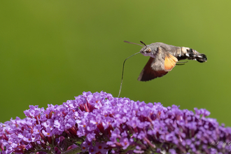 Hummingbird Hawk Moth hovers over Verbena flower with its Probiscis reaching in to get nectar