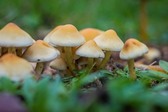 Sulphur tuft fungi growing together on a woodland edge