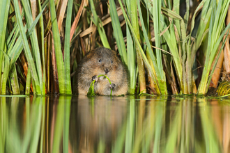 Water Vole by the bank of a river surrounded by reeds and enjoying a munch on some nearby vegetation