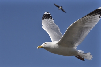 Herring Gull flying through the sky