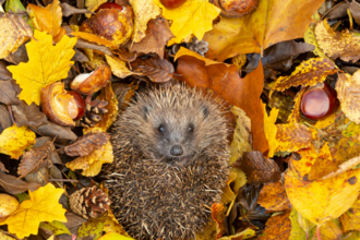 Hedgehog looking up at the camera, surround in autumn leaves