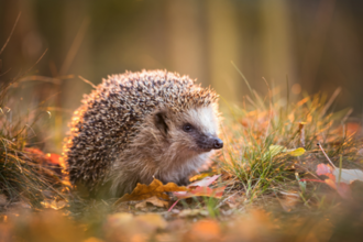Hedgehog sitting on a grassy and leaf littered ground surrounded by autumnal colour