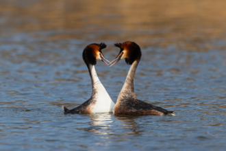 Great Crested Grebes touching beaks and making the shape of a heart with their head and necks