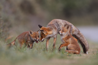 A family of foxes, adult and 2 cubs. The adult and one of the cubs are facing each other lovingly