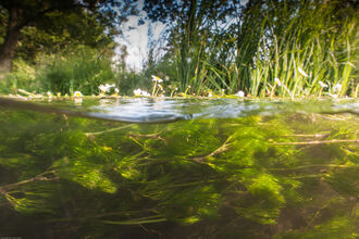 Image of a River with camera half submerged and water crowfoot visible in the foreground to the vegetation above the water line