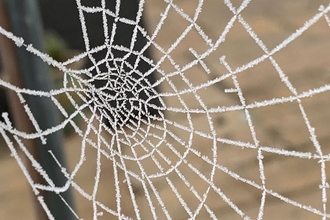 Frosty Cobweb