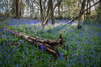 Ancient woodland and bluebells