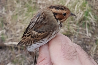 Small brown, black and white bird on hand in grassland setting