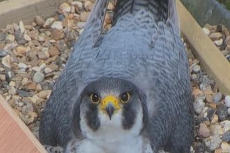 Grey bird of prey sitting in nesting box