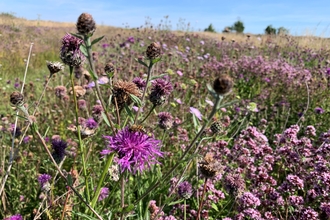 Blue sky and meadow with purple flowers in bloom