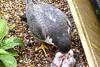 Three small white Peregrine Falcon chicks receiving food from parent