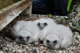 Three white grey young Peregrines huddled together in a nesting box