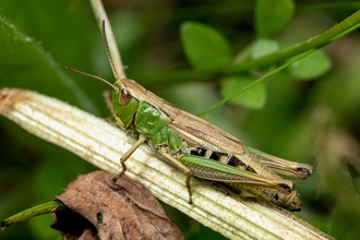 Green and brown grasshopper close up amongst leaves resting on blade of grass