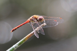 Red dragonfly perched on a twig in dappled sunlight