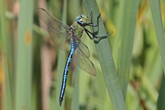 Large, blue-bodied dragonfly with a green head perched on a long thin leaf - more of the same kind of leaves make up the background.