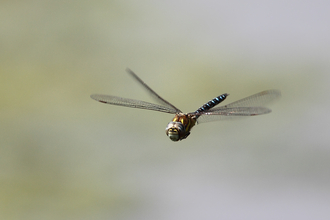 Dragonfly in flight against an out of focus background