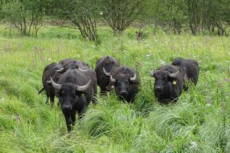 Image of water buffalo at Thorley Wash