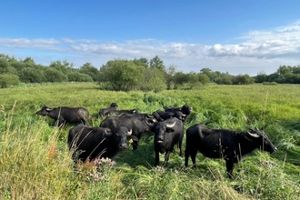 Water Buffalo at Thorley Wash