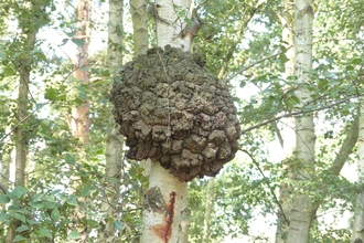 Tall silvery tree trunks with slender branches and green leaves in background, in foreground large brown lumpy growth on tree trunk