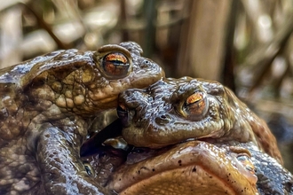 Three mottled brown Common Toads with golden-yellow eyes embracing