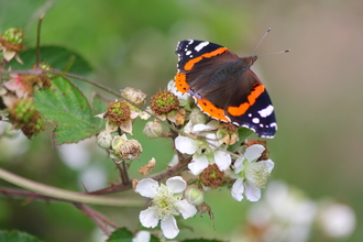 Red Admiral sitting on a flowering bramble
